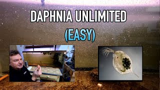 How I Raise Daphnia Water Fleas And You Can Too [upl. by Nosde]