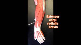 Muscles of the Forearm [upl. by Enitsirc]