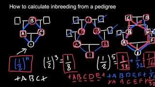 How to calculate inbreeding from a pedigree chart [upl. by Imoen598]