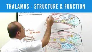 Thalamus  Structure and Function  Neuroanatomy [upl. by Ahsenahs]