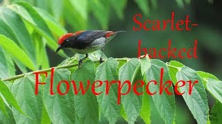 Scarletbacked Flowerpecker 20Apr2016 [upl. by Adnoek409]