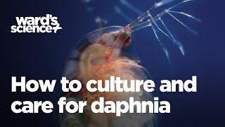 Caring and Culturing for Daphnia [upl. by Sadinoel638]