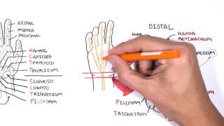 Clinical Anatomy  Hand Wrist palmar aspectflexors [upl. by Borszcz]