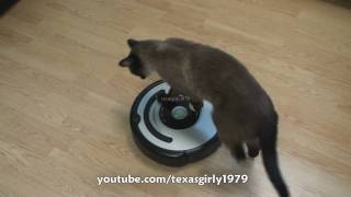 Cat shows HOW TO use iRobot Roomba Vacuum [upl. by Ahsiket972]