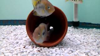 Cryptoheros Sajica Cichlid [upl. by Irol]