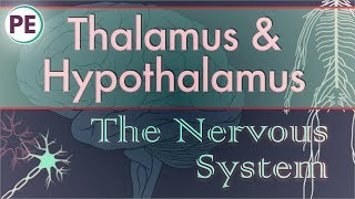 The Nervous System Diencephalon  Thalamus amp Hypothalamus [upl. by Ailama]