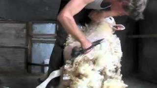 how to blade shear a sheep [upl. by Notaek]