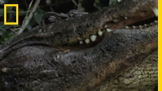 Alligator Water Dance  National Geographic [upl. by Dickerson]