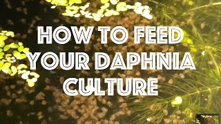 How To Feed Your Daphnia Culture [upl. by Wing615]