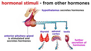 The Endocrine System [upl. by Janis]