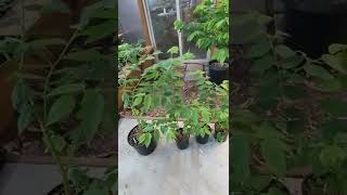 Muntingia calabura Strawberry treeJamaican cherry update [upl. by Ardnnek]