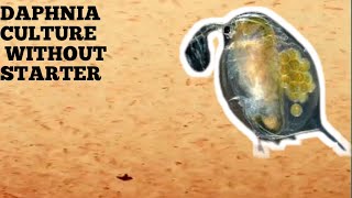 HOW TO CULTURE DAPHNIA NATURALLY WITHOUT A STARTER [upl. by Airdnal388]