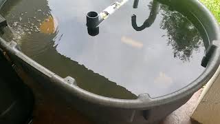 How I Started Raising Tilapia and Catfish  Small Scale Aquaculture [upl. by Lemmy]