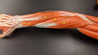 Muscles of the Forearm [upl. by Odravde245]