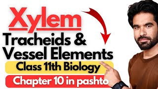 Xylem Tracheids and Vessel Elements in pashto  Class 11th Biology Chapter 10 [upl. by Meghan255]