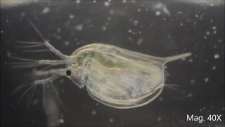 Daphnia magna under the Microscope [upl. by Lanod]