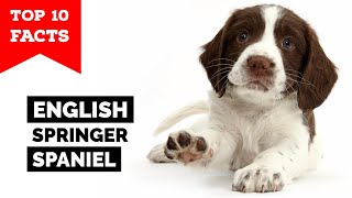 English Springer Spaniel  Top 10 Facts [upl. by Attebasile]