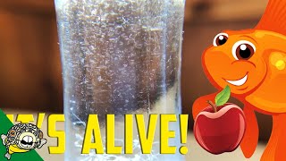 How to culture Vinegar Eels The EASY Way Live Fish Food [upl. by Enyrhtac]