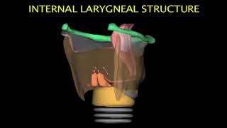 Larynx Animation [upl. by Gautea]