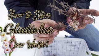 How to Dig Cure and Store Gladiolus OVER WINTER [upl. by Giorgi]