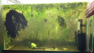 Scuds Daphnia Cherry Shrimp Copepods My aquatic food culture [upl. by Willtrude]