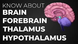 Learn About Brain  Forebrain  Thalamus  Hypothalamus [upl. by Balough729]