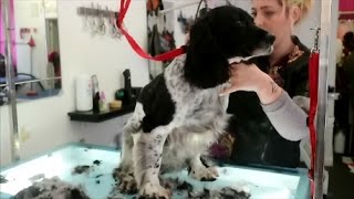 HOW TO DO A SPRINGER SPANIEL [upl. by Selwin]