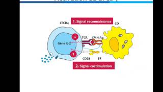 Activation et différenciation des lymphocytes TCD4 [upl. by Stauffer]