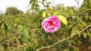 Damask rose India Rosa damascena [upl. by Salba]