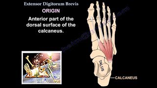 Extensor Digitorum Brevis  Everything You Need To Know  Dr Nabil Ebraheim [upl. by Aicek467]