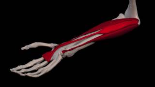 Arm Muscles 31 Palmaris Longus [upl. by Norah]