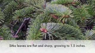 How to identify a Sitka Spruce [upl. by Prader869]