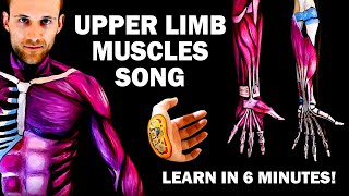 UPPER LIMB MUSCLES SONG Learn in 6 Minutes [upl. by Valtin488]