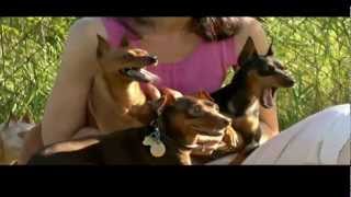 DOGS 101 Miniature Pinscher [upl. by Biddie]