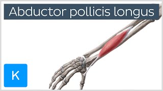 Abductor Pollicis Longus Muscle Overview  Human Anatomy  Kenhub [upl. by Nnagrom552]