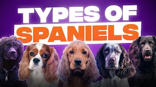 10 Different Types of Spaniels [upl. by Irami]