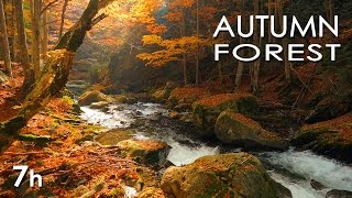 Autumn Forest  River Sounds  Relaxing Nature Video  White Water  HD  1080p [upl. by Naimed349]