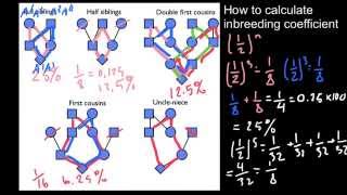 How to calculate inbreeding from a pedigree 2 [upl. by Agnese338]