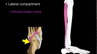 Lateral compartment leg muscles [upl. by Ehsrop]