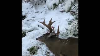 Adirondack big woods 12 Point Buck [upl. by Ausoj]