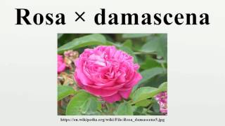 Rosa × damascena [upl. by Asiela]