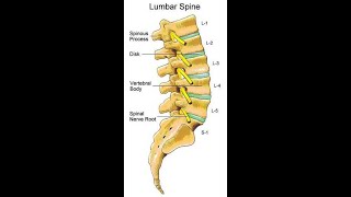 Two Minutes of Anatomy Lumbar Spine [upl. by Forta]