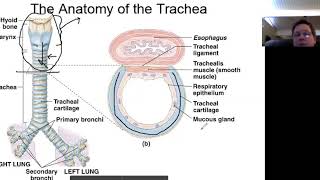 The Trachea [upl. by Becket]