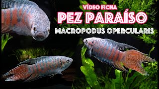 Pez 🐟 paraíso  Macropodus opercularis  Vídeo ficha 🎥 [upl. by Badr]