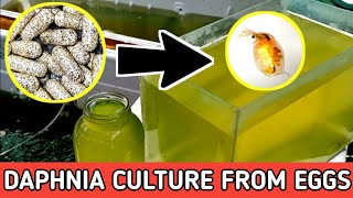 HOW TO HATCH DAPHNIA EGGS  HOW TO CULTURE DAPHNIA [upl. by Anirtak217]