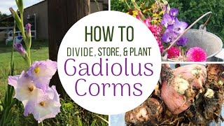 How To Plant Divide and Store Gladiolus Bulbs  Corms [upl. by Audris553]