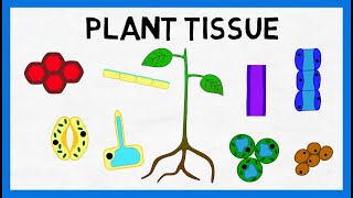 Plant Tissue [upl. by Boru]