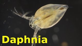 Daphnia [upl. by Anivlis199]