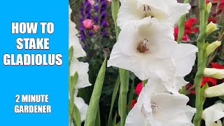 How to stake gladiolus [upl. by Ashleigh292]