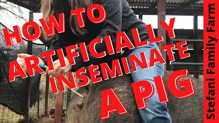 How to Artificially Inseminate AI a Pig  Breeding our Pig [upl. by Sutphin]